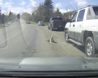 Cão Cai Da Janela Do Carro Em Andamento Ao Distrair-se Com a Presença De Outro Cão