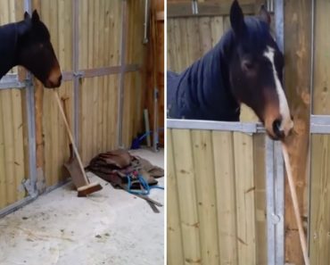 Cavalo Dá Uma Ajudinha Na Limpeza Do Estábulo