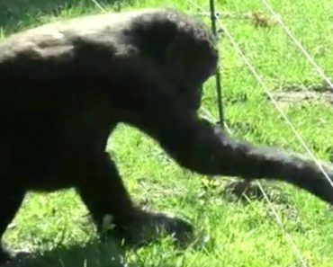 Inteligente Gorila Descobre Como Passar Por Vedação Elétrica Sem Apanhar Choques Inteligente Gorila Descobre Como Passar Por Vedação Elétrica Sem Apanhar Choques