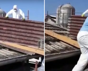 Trabalhadores Encontram Dezenas De Ratos Alojados Num Telhado Trabalhadores Encontram Dezenas De Ratos Alojados Num Telhado