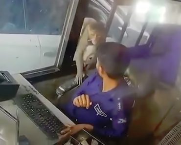 Macaco Rouba Dinheiro Após Invadir Portagem