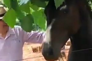 Homem Dá-se Mal Ao Insistir Em Fazer Amizade Com Cavalo