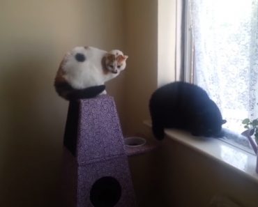 Dono Disfarçado De Cão Assusta Os Seus Dois Gatos