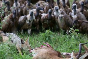 Abutres Esperam Pacientemente Pela Sua Vez De Devorar Uma Impala, Mas Quando Chega Vez Deles é Caos Total