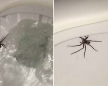Homem Percebe Que Tem Aranha Escondida Dentro Da Sanita Ao Puxar Autoclismo