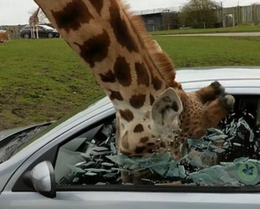 Girafa