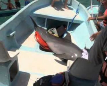 Golfinho Surpreende Turistas e Salta Do Mar Para Dentro Do Barco