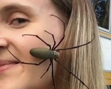 Aranha