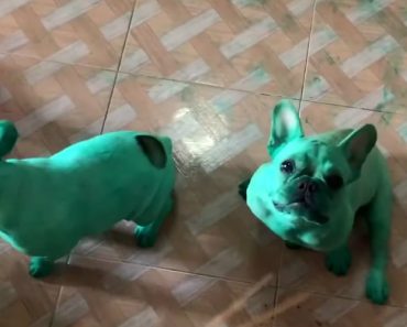Buldogues Aproveitam Momento De Sono Da Dona e Ficam Verdes Ao Brincarem Com Embalagem De Corante