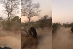 Rinoceronte Persegue Jipe Com Turistas Em Safari Na África do Sul