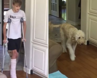 Cão Começa a Coxear Em Solidariedade Ao Seu Dono Que Partiu Uma Perna Após Sofrer Uma Queda