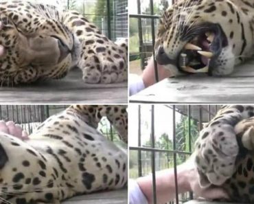 Ronronar De Leopardo Demonstra o Quanto Ele Aprecia As Carícias Do Seu Tratador