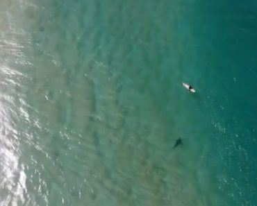 Drone Filma Tubarão a Aproximar-se De Surfista e Salva-lhe a Vida Drone Filma Tubarão a Aproximar-se De Surfista e Salva-lhe a Vida