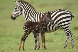 Filmagem Mostra Rara Zebra Com Pintas No Corpo, Em Vez De Riscas