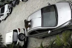 Macaco Travesso Deixa Enorme Mossa Em Carro