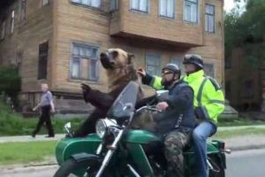 Só Na Rússia é Que Se Poderia Ver Um Urso a Andar De Moto