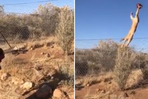 Lince Do Deserto Demonstra A Sua Agilidade Ao Realizar Espetacular Salto Para Apanhar Pedaço De Carne No Ar