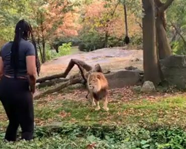 Mulher Salta Vedação e Dança Ao Pé De Leão Em Zoo De Nova Iorque