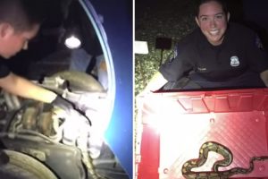 Mulher Polícia Retira Cobra De Motor De Carro Com As Próprias Mãos