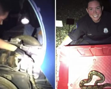 Mulher Polícia Retira Cobra De Motor De Carro Com As Próprias Mãos