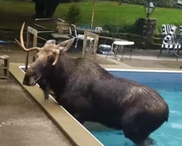 Alce Ficou Preso Numa Piscina e Precisou De Ajuda Para Sair