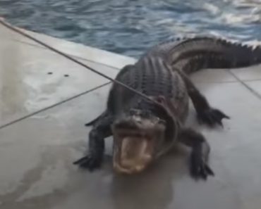 Homem Encontra Enorme Crocodilo a Nadar Na Piscina De Casa