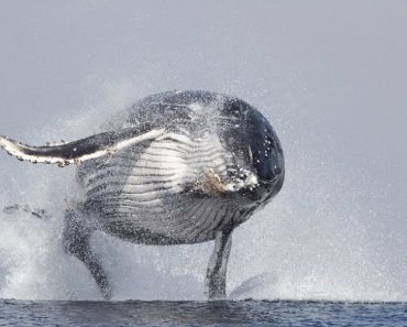 Baleia De 40 Toneladas Salta e Sai Totalmente Da Água Baleia De 40 Toneladas Salta e Sai Totalmente Da Água