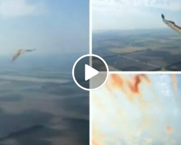 Piloto Filma a Partir Do Cockpit Momento Em Que Um Pássaro Colide Contra o Para-Brisas Do Avião