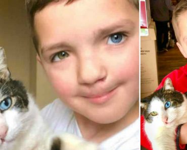 Menino Adota Gatinho Com Os Mesmos Olhos e a Mesma Fenda Lábio-Palatina
