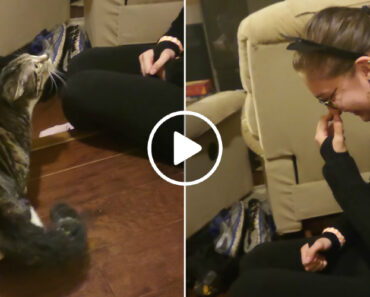 Gato Fica Horrorizado Com o Novo Par De Orelhas Da Sua Dona