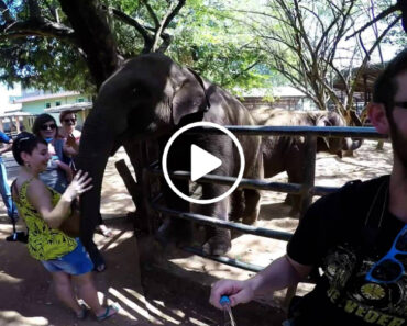 Elefante