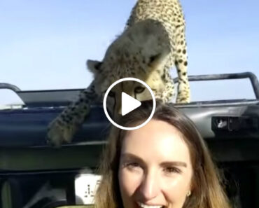 Chita Cheira Cabeça De Turista Durante Safari