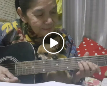 Senhora De 70 Anos Toca Guitarra Enquanto Adormece o Seu Adorável Chihuahua Senhora De 70 Anos Toca Guitarra Enquanto Adormece o Seu Adorável Chihuahua
