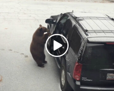 Urso Abre a Porta De Carro e Senta-se Ao Volante Como Se Fosse Seu