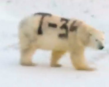 urso polar