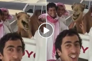 Vídeo De Encontro Em “Família” Acaba Com Camelo a Rir à Gargalhada