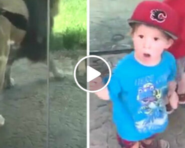 Criança Fica Escandalizada Com Atitude De Leão Durante Uma Visita Ao Jardim Zoológico