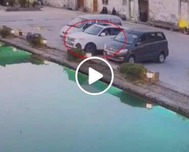 Cão Conduz Carro Do Dono Para Dentro De Um Lago Cão Conduz Carro Do Dono Para Dentro De Um Lago