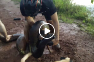 Ciclistas Evitam Que Cão Seja Devorado Por Anaconda