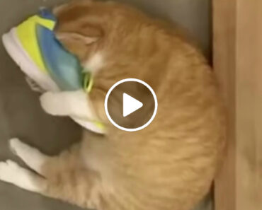 Gato