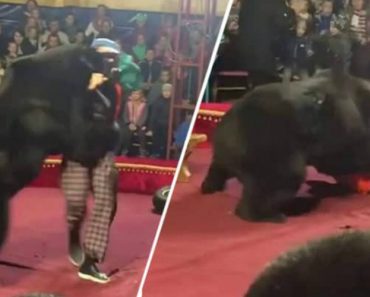 Urso Revolta-se Durante Espetáculo Circense e Ataca Domador