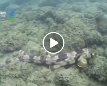 Descobertas Quatro Novas Espécies De Tubarões Que Andam Descobertas Quatro Novas Espécies De Tubarões Que Andam