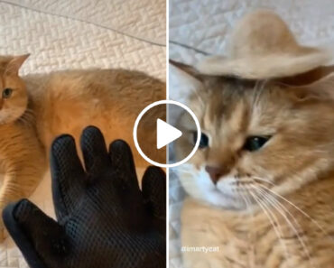 Como Fazer Um Chapéu Mexicano Para o Seu Gato
