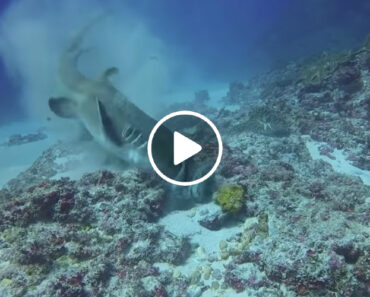 Tubarão Ataca e Engole Enorme Polvo Em Segundos