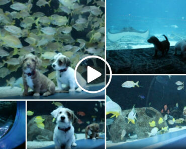Dois Pequenos Cães Visitam Um Oceanário e o Momento Está a Deixar a Internet Louca Dois Pequenos Cães Visitam Um Oceanário e o Momento Está a Deixar a Internet Louca