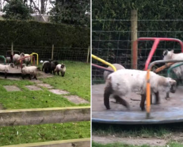 VIDEO: Rebanho De Cordeiros Diverte-se Em Parque Infantil Durante Confinamento