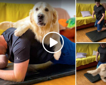 Homem Mostra Como é o Seu Treino Em Casa… Tendo Um Golden Retriever Por Perto