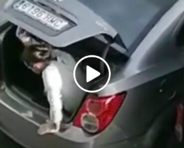 Estaciona Um Lugar Apertado e é Obrigado a Sair Pelo Porta-Bagagens