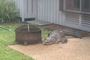 VIDEO: Jacaré “Zangado” Visita Quintal De Uma Família Da Carolina Do Sul
