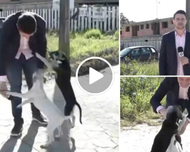 Repórter é Obrigado a Interromper Gravação Para Brincar Com Dois Cães De Rua